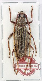 Aegolipton costatum