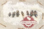 Scientific lot no. 318 Cerambycidae (7 pcs)