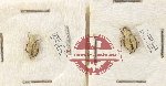 Scientific lot no. 239 Melolonthinae (2 pcs)