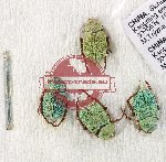 Scientific lot no. 86 Hopliinae (4 pcs)