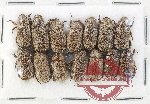 Scientific lot no. 395 Rutelinae (Adoretini) (14 pcs)