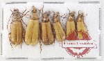 Scientific lot no. 74 Meloidae (6 pcs)
