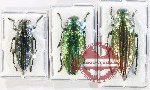 Scientific lot no. 126 Buprestidae (3 pcs)