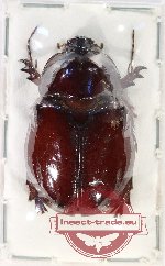 Dipelicus alveolatus (A2)