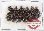 Hybosorinae Scientific lot no.113 (13 pcs)