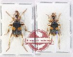 Scientific lot no. 875 Carabidae (Pheropsophus sp.) (2 pcs)