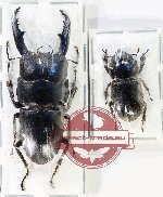Dorcus intermedius ssp.