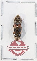 Elateridae sp. 42