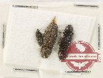 Scientific lot no. 229 Elateridae (3 pcs)