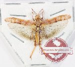 Orthoptera sp. 63