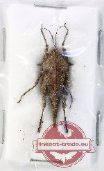 Orthoptera sp. 62