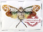 Penthicodes farinosa ssp. ? (A-)