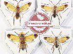 Scientific lot no. 563 Hymenoptera (4 pcs)