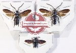 Scientific lot no. 561 Hymenoptera (Scoliidae) (3 pcs)