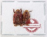 Scientific lot no. 35 Homoptera (2 pcs A2)
