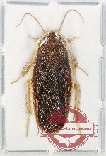Blattodea sp. 56