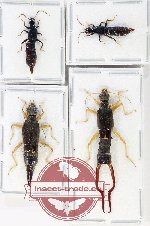 Scientific lot no. 132 Dermaptera (4 pcs)