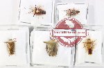 Scientific lot no. 1360 Heteroptera (5 pcs)