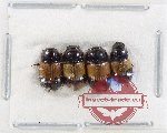Scientific lot no. 925 Coprophaga (4 pcs)