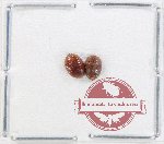 Scientific lot no. 210 Nitidulidae (2 pcs)