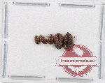 Scientific lot no. 207 Nitidulidae (5 pcs)