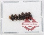 Scientific lot no. 206 Nitidulidae (7 pcs)