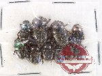 Scientific lot no. 905 Coprophaga (10 pcs)