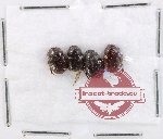 Scientific lot no. 917 Coprophaga (4 pcs)