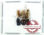 Scientific lot no. 613 Chrysomelidae (6 pcs)