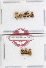 Scientific lot no. 610 Chrysomelidae (8 pcs)