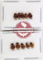 Scientific lot no. 609 Chrysomelidae (10 pcs)