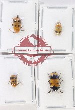 Scientific lot no. 608 Chrysomelidae (4 pcs)