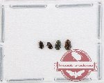 Scientific lot no. 208 Nitidulidae (4 pcs)