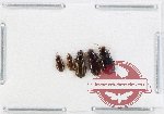 Scientific lot no. 887 Carabidae (5 pcs)