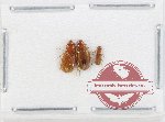 Scientific lot no. 888 Carabidae (3 pcs)