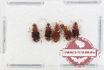 Scientific lot no. 886 Carabidae (5 pcs)