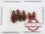 Scientific lot no. 482 Tenebrionidae (5 pcs)