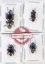 Scientific lot no. 479 Tenebrionidae (4 pcs)