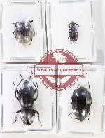 Scientific lot no. 480 Tenebrionidae (4 pcs)
