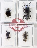 Scientific lot no. 478 Tenebrionidae (4 pcs)