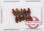 Scientific lot no. 481 Tenebrionidae (10 pcs)