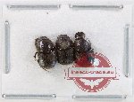Scientific lot no. 923 Coprophaga (3 pcs)