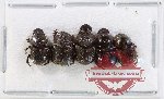 Scientific lot no. 924 Coprophaga (5 pcs)