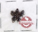 Scientific lot no. 918 Coprophaga (5 pcs)