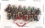 Scientific lot no. 908 Coprophaga (13 pcs)