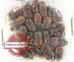 Scientific lot no. 919 Coprophaga (18 pcs)