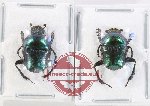 Scientific lot no. 920 Coprophaga (2 pcs - 1 pc A2)