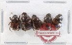 Scientific lot no. 922 Coprophaga (5 pcs)