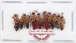 Scientific lot no. 161 Staphylinidae (10 pcs)