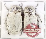 Scientific lot no. 241 Melolonthinae (Dermolepida sp.) (2 pcs)